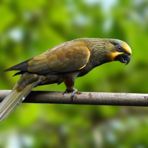 Loris Castanho (Chalcopsitta duivenbodei)