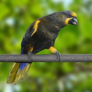 Loris Castanho (Chalcopsitta duivenbodei)