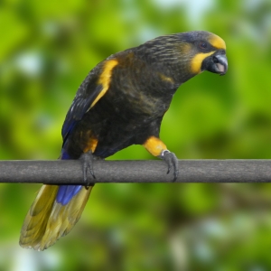 Loris Castanho (Chalcopsitta duivenbodei)