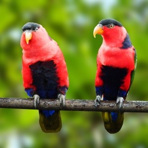 Loris Bailarino (Lorius lory erythrothorax)