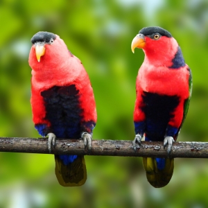 Loris Bailarino (Lorius lory erythrothorax)