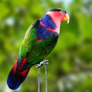 Loris Bailarino (Lorius lory erythrothorax)