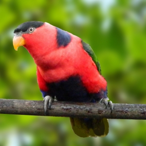 Loris Bailarino (Lorius lory erythrothorax)