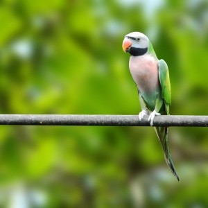 Mustache (Psittacula alexandri)