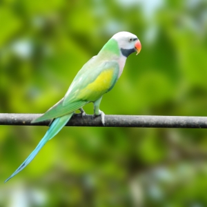 Mustache (Psittacula alexandri)