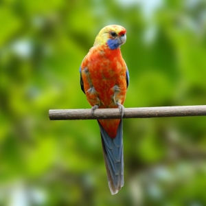 Rosella Sub-adelaide Arlequim (Platycercus adelaide)