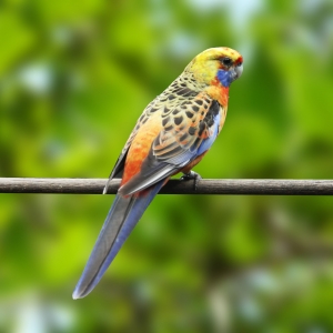 Rosella Sub-adelaide Arlequim (Platycercus adelaide)