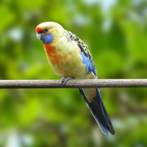 Rosella Sub-adelaide (Platycercus adelaide)
