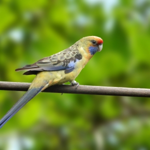 Rosella Flaveolus (Platycercus flaveolus)