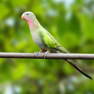 Príncipe de Galles (Polytelis alexandrae)