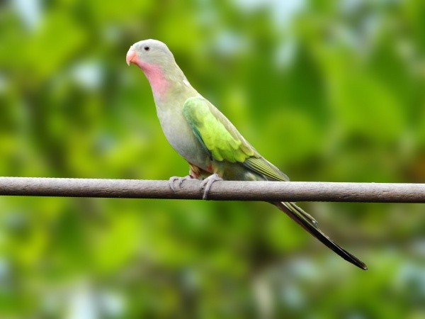 Príncipe de Galles (Polytelis alexandrae)