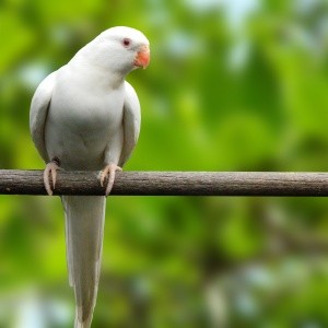 Príncipe de Galles Branco (Polytelis alexandrae)