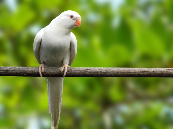 Príncipe de Galles Branco (Polytelis alexandrae)