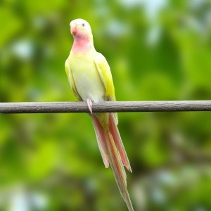 Príncipe de Galles Lutino (Polytelis alexandrae)