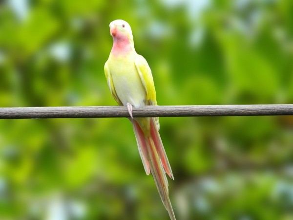 Príncipe de Galles Lutino (Polytelis alexandrae)