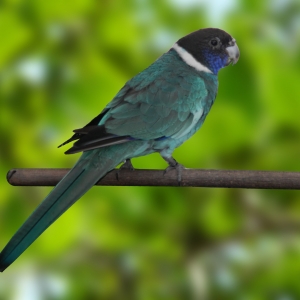 Twenty-eight Azul (Barnardius zonarius semitorquatus)