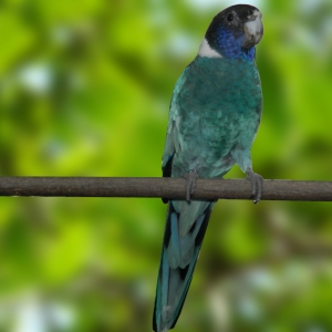 Twenty-eight Azul (Barnardius zonarius semitorquatus)