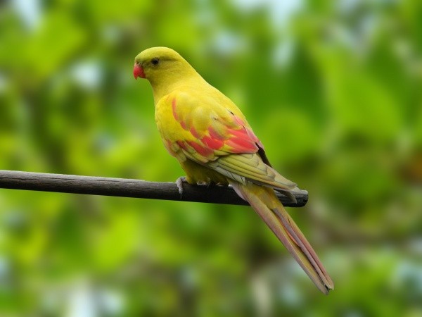 Periquito Regente Diluído (Polytelis anthopeplus)