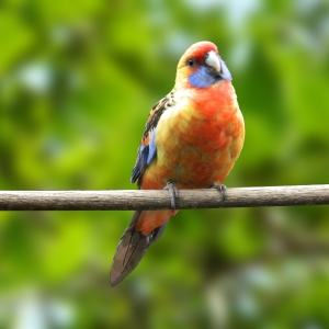 Rosella Adelaide (Platycercus adelaide)