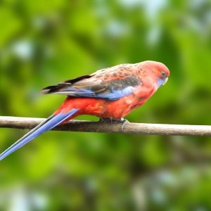 Rosella Pennan (Platycercus elegans)