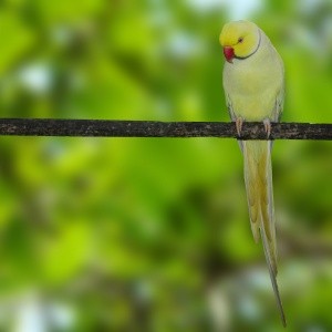 Ring Neck Pallid Verde (Psittacula krameri)