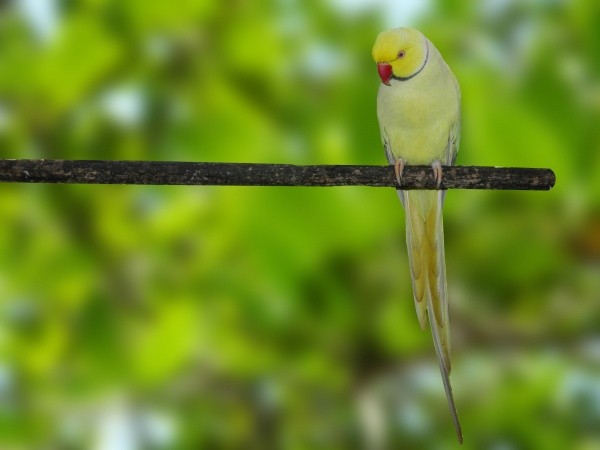 Ring Neck Pallid Verde (Psittacula krameri)