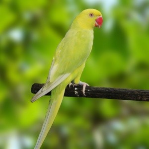 Ring Neck Pallid Verde (Psittacula krameri)