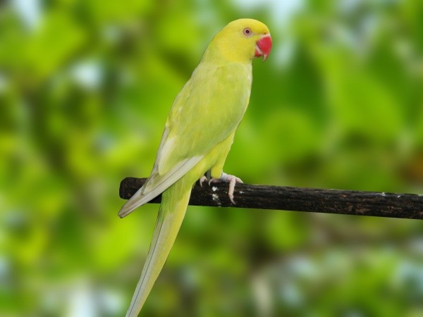 Ring Neck Pallid Verde (Psittacula krameri)