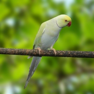 Ring Neck Pallid Turquesa azul (Psittacula krameri)
