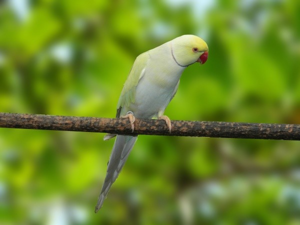 Ring Neck Pallid Turquesa azul (Psittacula krameri)