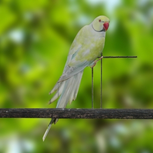 Ring Neck Pallid Turquesa azul (Psittacula krameri)