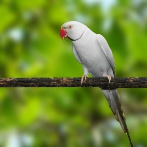 Ring Neck Cinza Canela (Psittacula krameri)