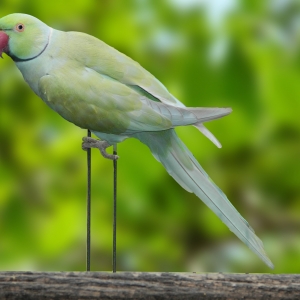Ring Neck Turquesa Azul Canela (Psittacula krameri)