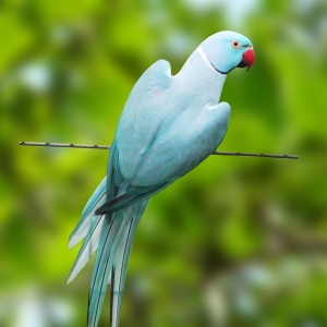 Ring Neck Azul (Psittacula krameri)