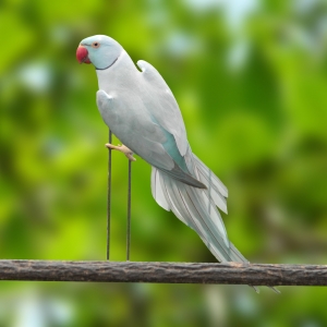 Ring Neck Azul Canela (Psittacula krameri)