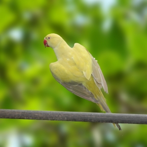 Ring Neck Verde Cinza Canela (Psittacula krameri)