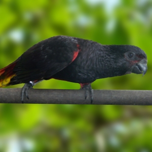 Loris Negro (Chalcopsita atra insignis)