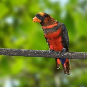 Loris Dusk (Pseudeos fuscata)