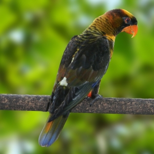 Loris Dusk Amarelo (Pseudeos fuscata)