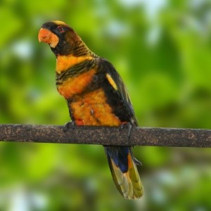 Loris Dusk Amarelo (Pseudeos fuscata)
