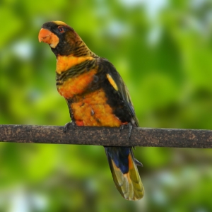 Loris Dusk Amarelo (Pseudeos fuscata)