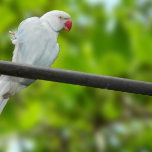 Ring Neck Pallid Azul (Psittacula krameri)