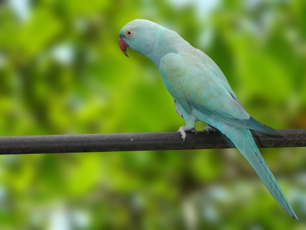 Ring Neck Turquesa Azul (Psittacula krameri)