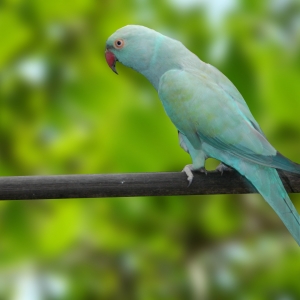 Ring Neck Turquesa Azul (Psittacula krameri)