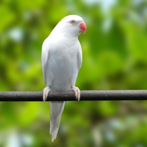 Ring Neck Branco (Psittacula krameri)