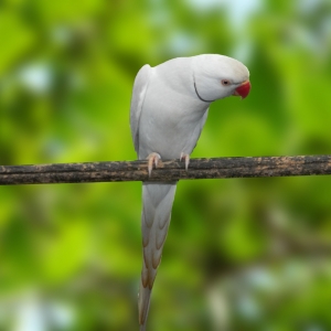 Ring Neck Pallid Cinza (Psittacula krameri)