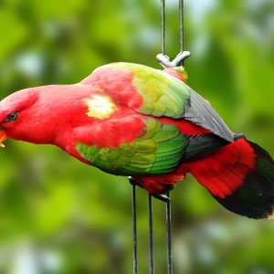 Loris Amor-Amor (Lorius garrulus flavopaliatus)