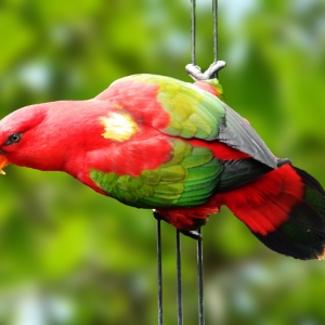 Loris Amor-Amor (Lorius garrulus flavopaliatus)