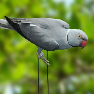 Ring Neck Cinza (Psittacula krameri)