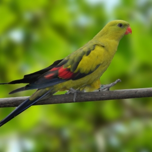 Periquito Regente (Polytelis anthopeplus)